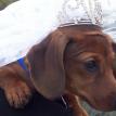 Ring Bearer